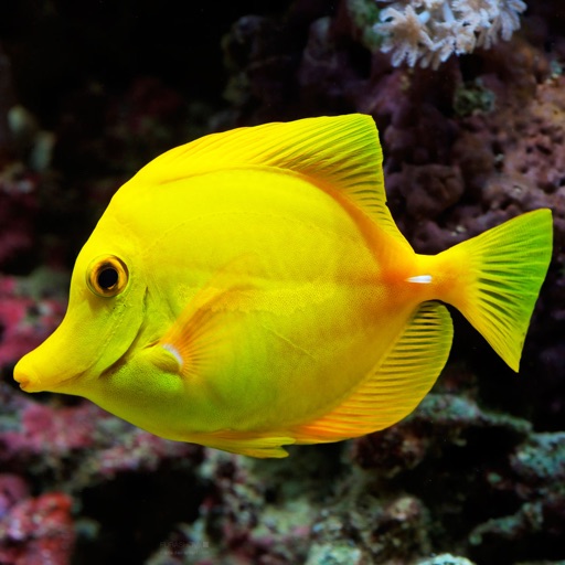 Fish  Photos and Videos | No advertisements