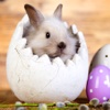 奇妙的朋友萌萌百科动物系列：软软的棉花糖兔子