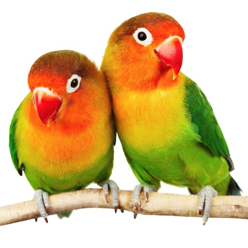 Birds Wallpapers - Beautiful Birds HD Pictures icon