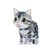 Kitty Cat 3D Animated Stickers: American Shorthair