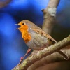 Birds of Ireland