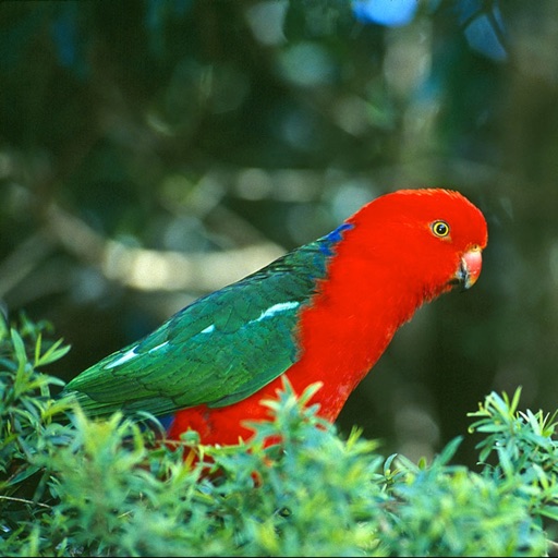 Parrot Expert icon