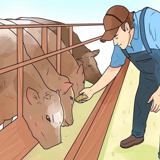 How to Raise Cattle for Beginners-Tips and Guide
