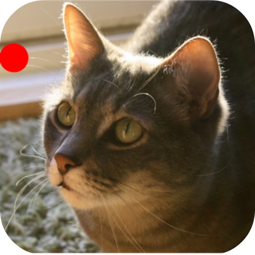 Cat Laser Toy iOS App