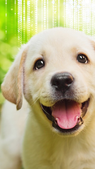 LUCKY PUP WILD CASINO 1.1 IOS CASINO LUCKY PUP WILD CASINO 1.1 IOS