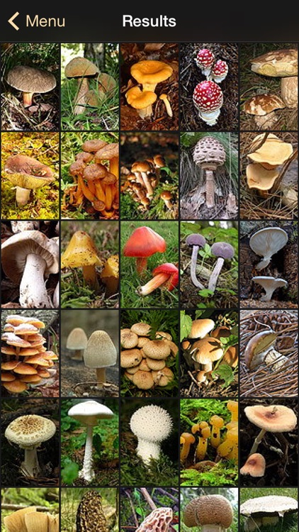 iFunch Lite - Mushrooms