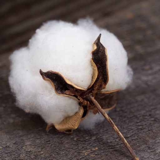 How to Grow Cotton-Empire of Cotton and History