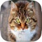 This is classic jigsaw games for everyone who love cats