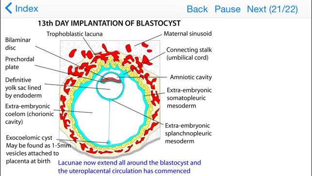 Embryology Lectures(圖3)-速報App