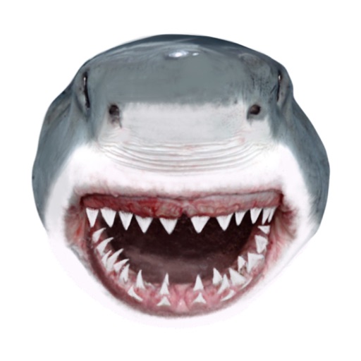 Shark Head