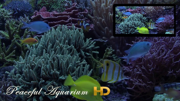 Peaceful Aquarium HD