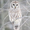 Snowy Owl Wallpapers HD- Quotes and Art Pictures