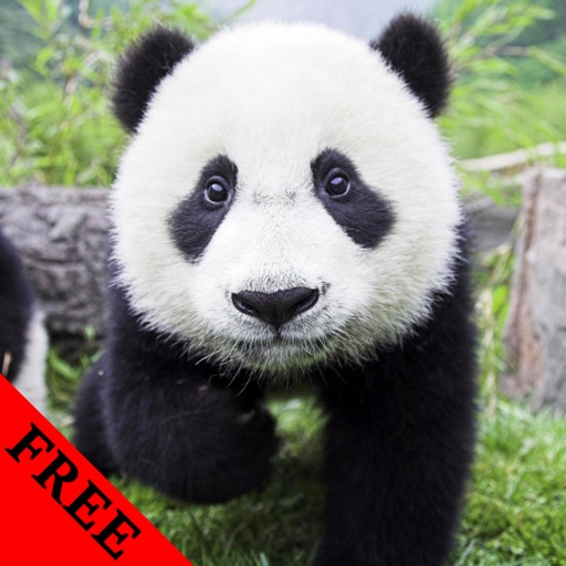 Panda Video and Photo Galleries FREE icon