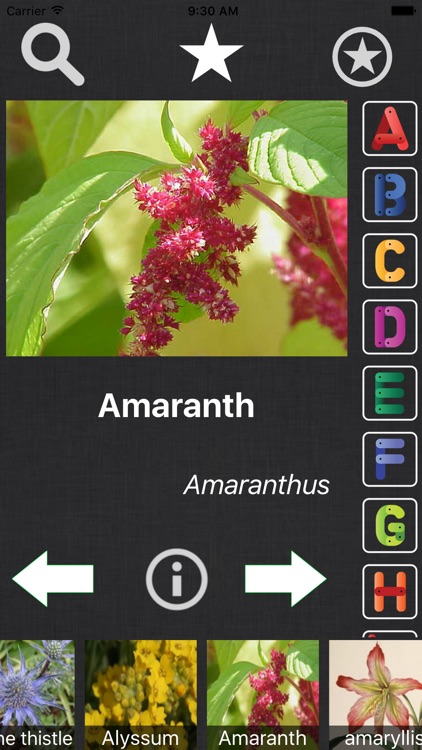 Flower Book - Information Of A - Z Flower Species