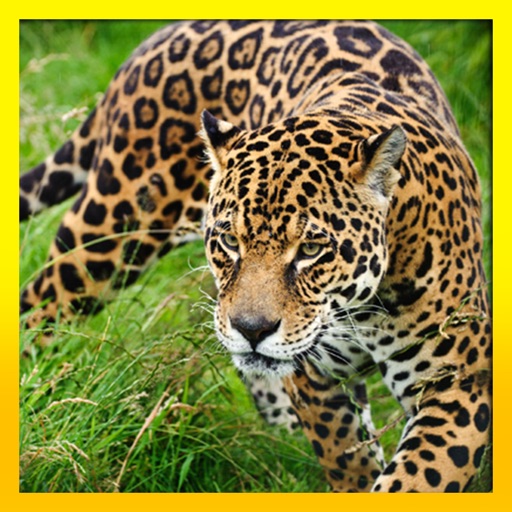 Ultimate Wild Life Jaguar: Simulation iOS App