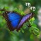 A Magnificent Metamorphosis app is published by the founder of A Magnificent Metamorphosis website and features a wealth of information on how to effectively transform your life in the areas of: transforming thought, improving relationships, nutrition to boost energy and drop weight, improving quality of sleep, easy exercise ideas, delicious healthy recipes that can keep you trim, and much more