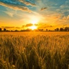 Wheat Field Wallpapers HD:Quotes