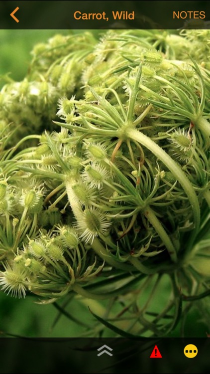 Wild Edibles Forage