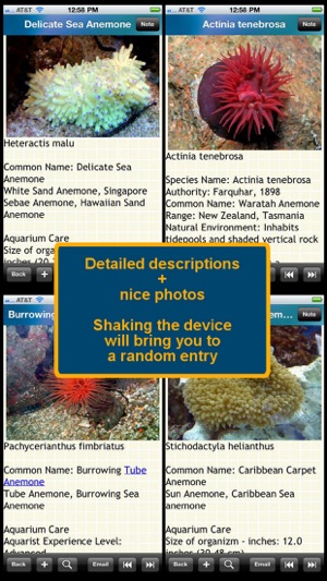 Encyclopedia of Sea Anemones(圖3)-速報App