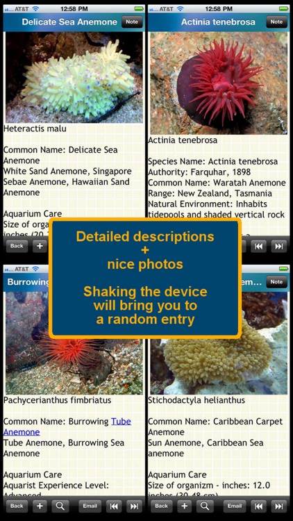 Encyclopedia of Sea Anemones