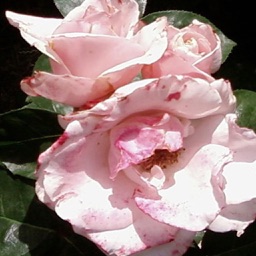 White Rose Gregorek