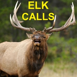 Elk Bugle & Elk Calls for Elk Hunting