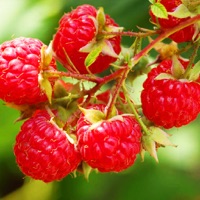 80 Fruits and Vegetables You can Grow  PC 용