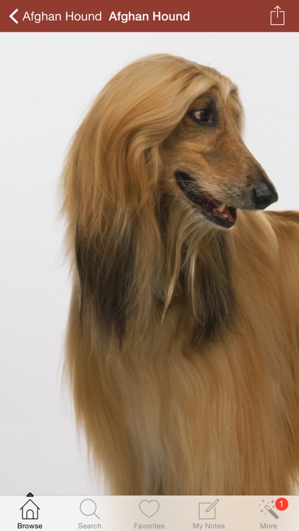 1,337 Dog Breeds,Veterinary Reference