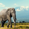 奇妙的朋友萌萌百科动物系列：憨态可掬的“大个子” 大象