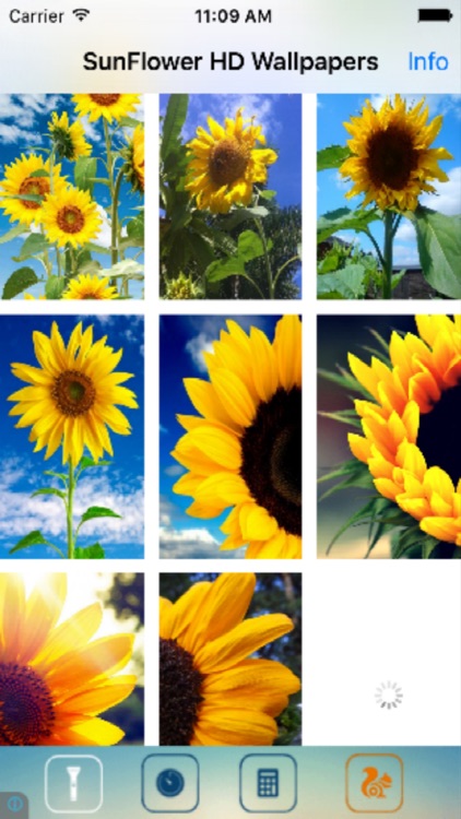 Sunflower Wallpapers