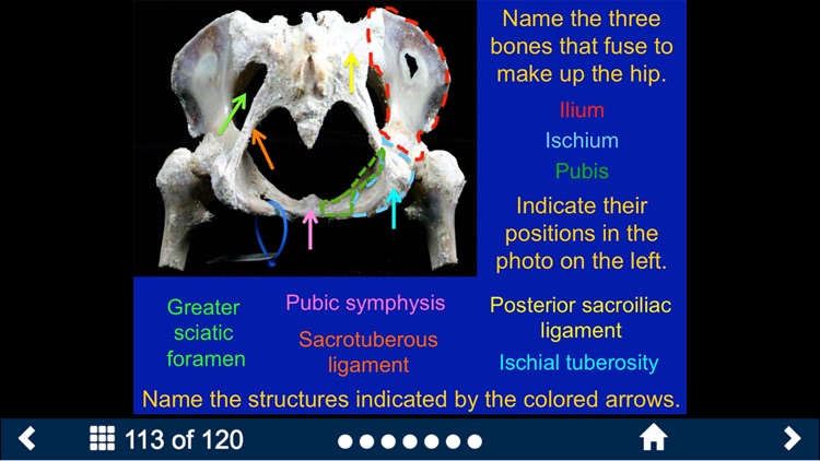 MSK Anatomy - SecondLook