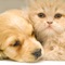 Check out awesome kittens with cute puppies