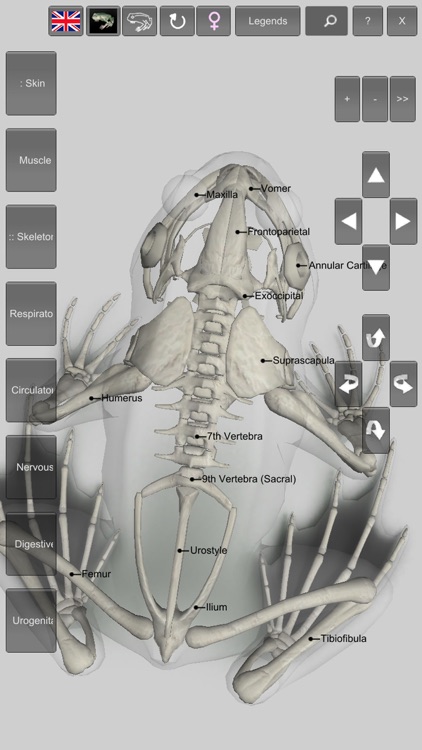 3D Frog Anatomy