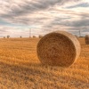 A Ball Of Hay Escapes On The farm