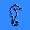 Seahorses, by Reef Life