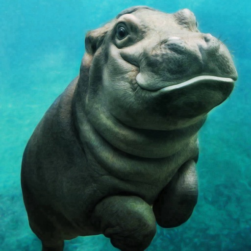 Hippo Wallpapers HD- Quotes and Art Pictures icon