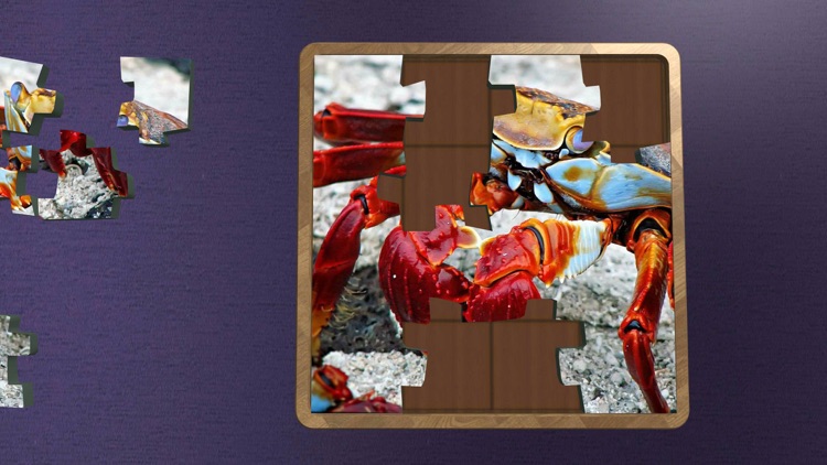 Super Jigsaws Marine Life