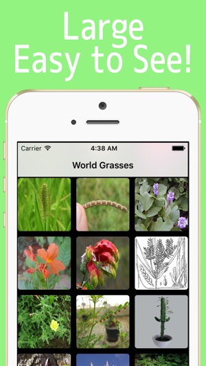 World Grasses!(圖3)-速報App