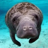 Manatees HD