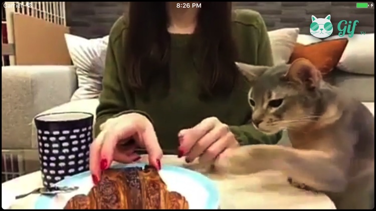 Cat GIF TV screenshot-4