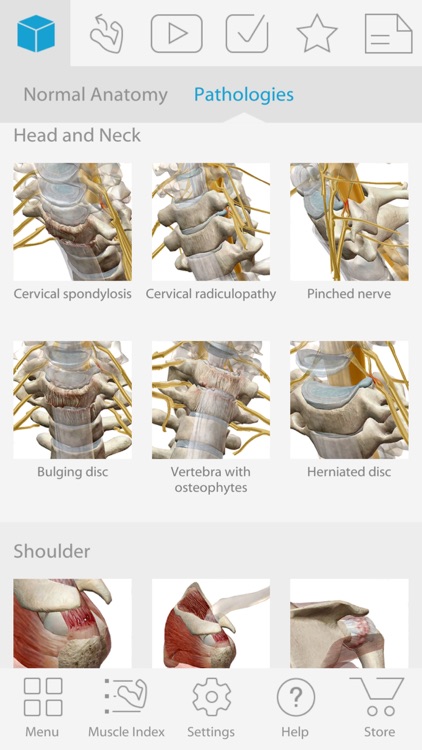 Muscle Premium - Human Anatomy, Kinesiology, Bones