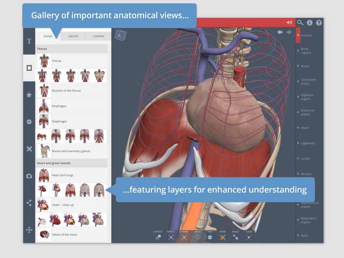 Primals 3D Thorax