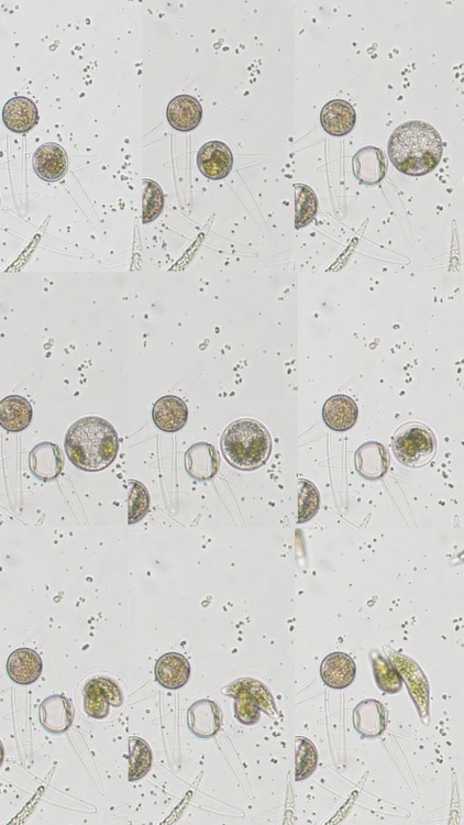 AlgalSex screenshot-0