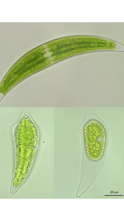 AlgalSex screenshot-9