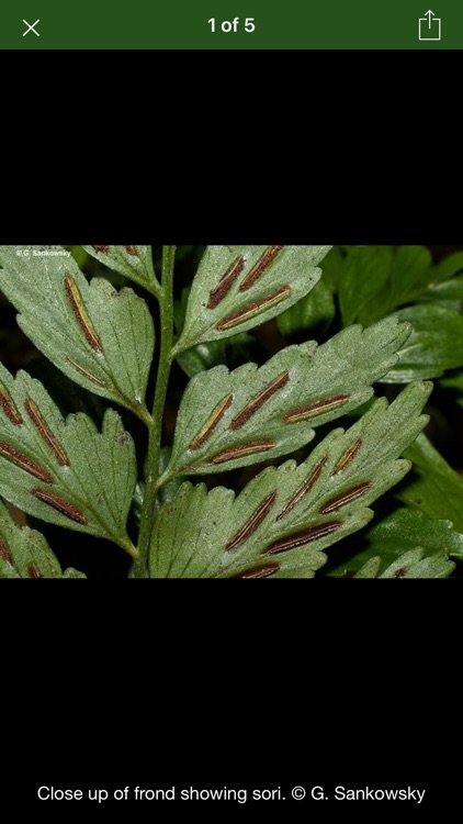 Australian Tropical Ferns screenshot-5