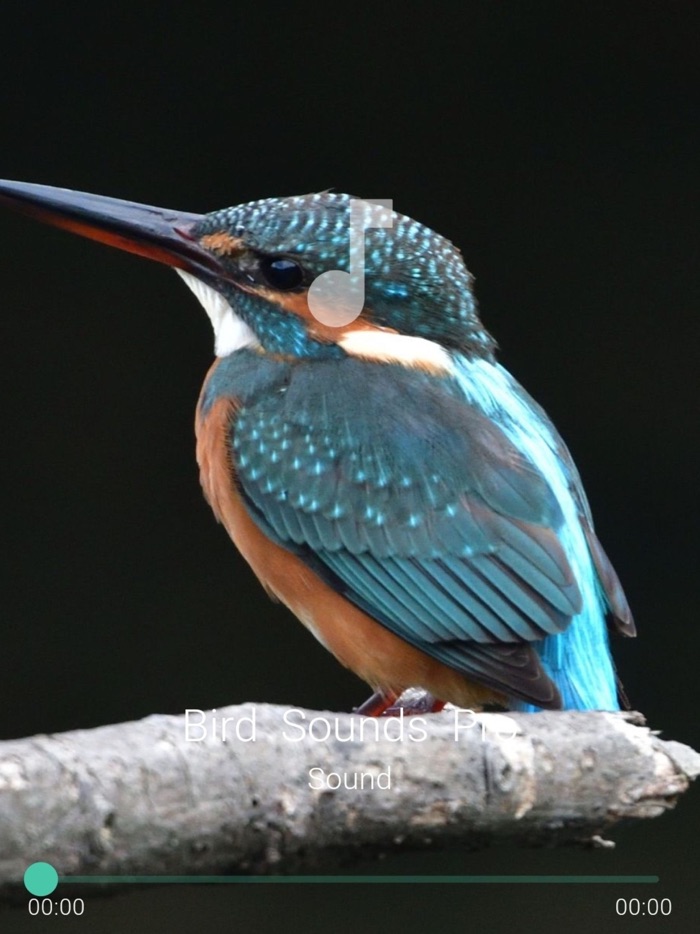 Bird Sounds Pro Plus