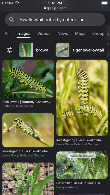 Caterpillar Identifier