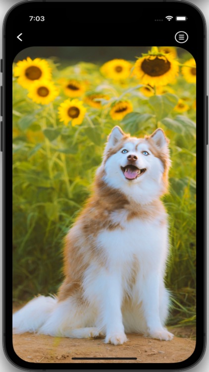 Husky Wallpapers HD Pro screenshot-5