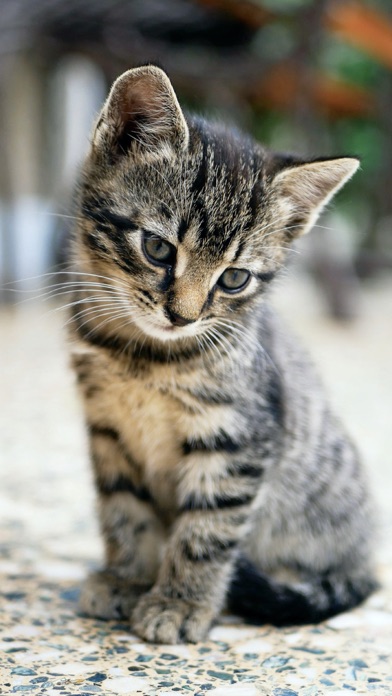 Cat & Kitten Wallpapers - meow screenshot 3