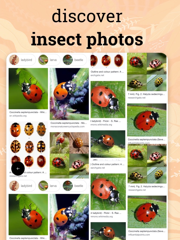 Insect identification ·